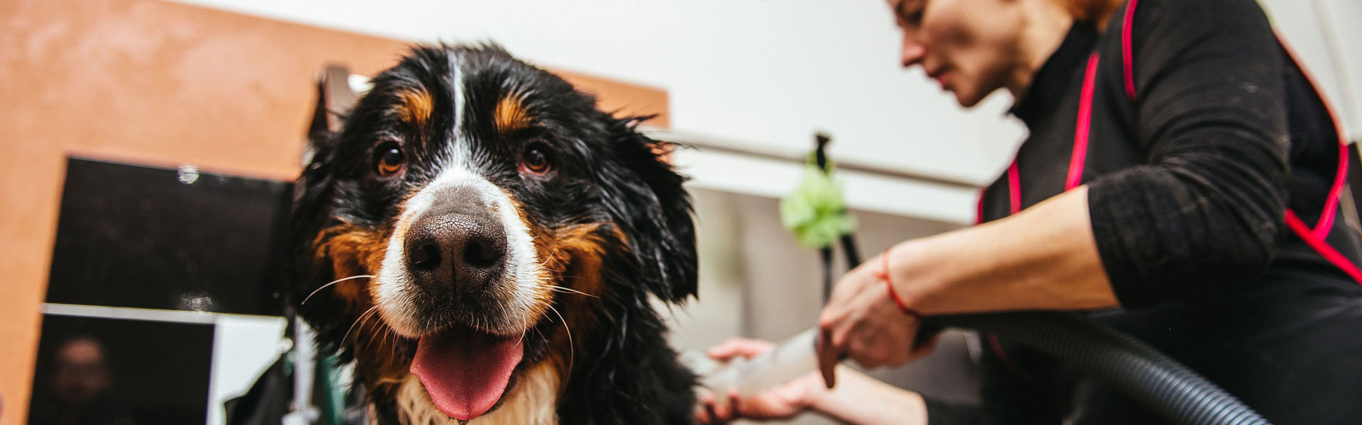 The Golden Years Unleashed: How Boomers Can Embrace the Joys of Pet Ownership