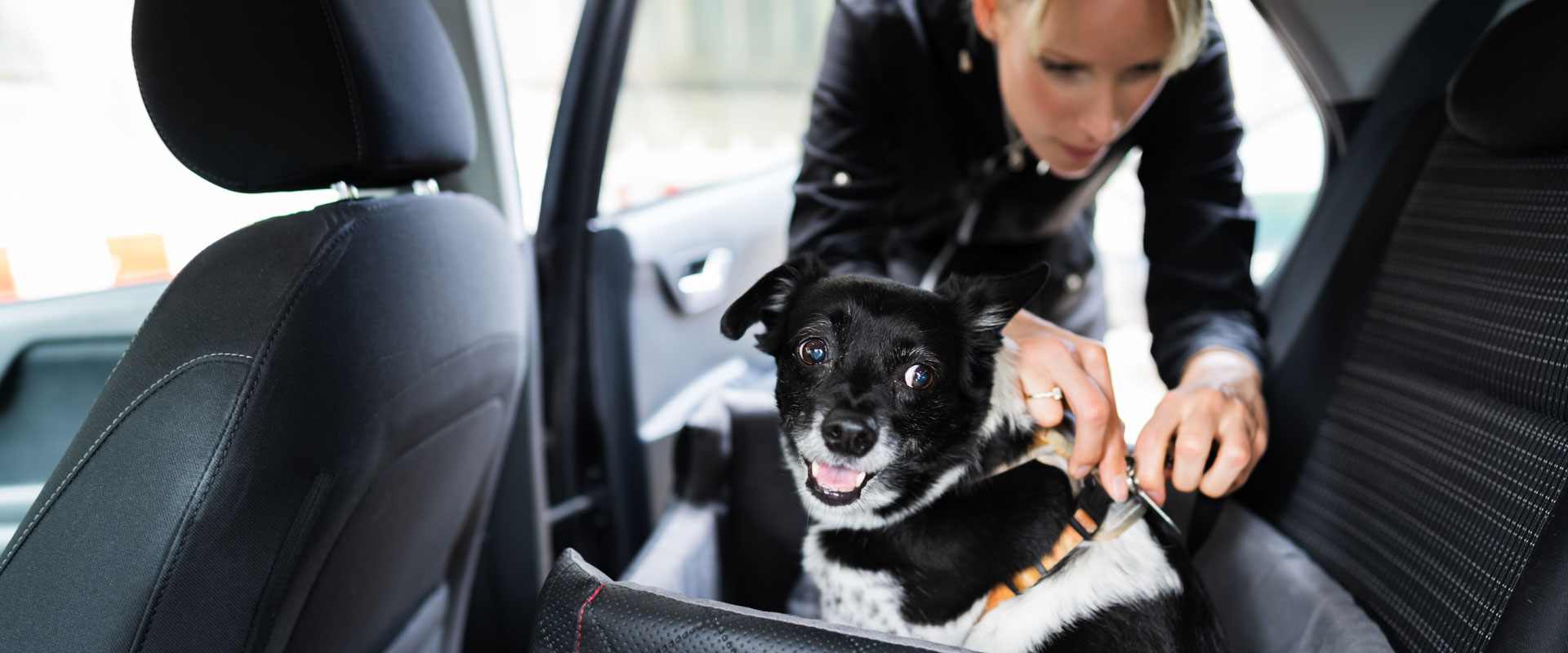 10 Tips to Keep Your Pet Safe in Your Car