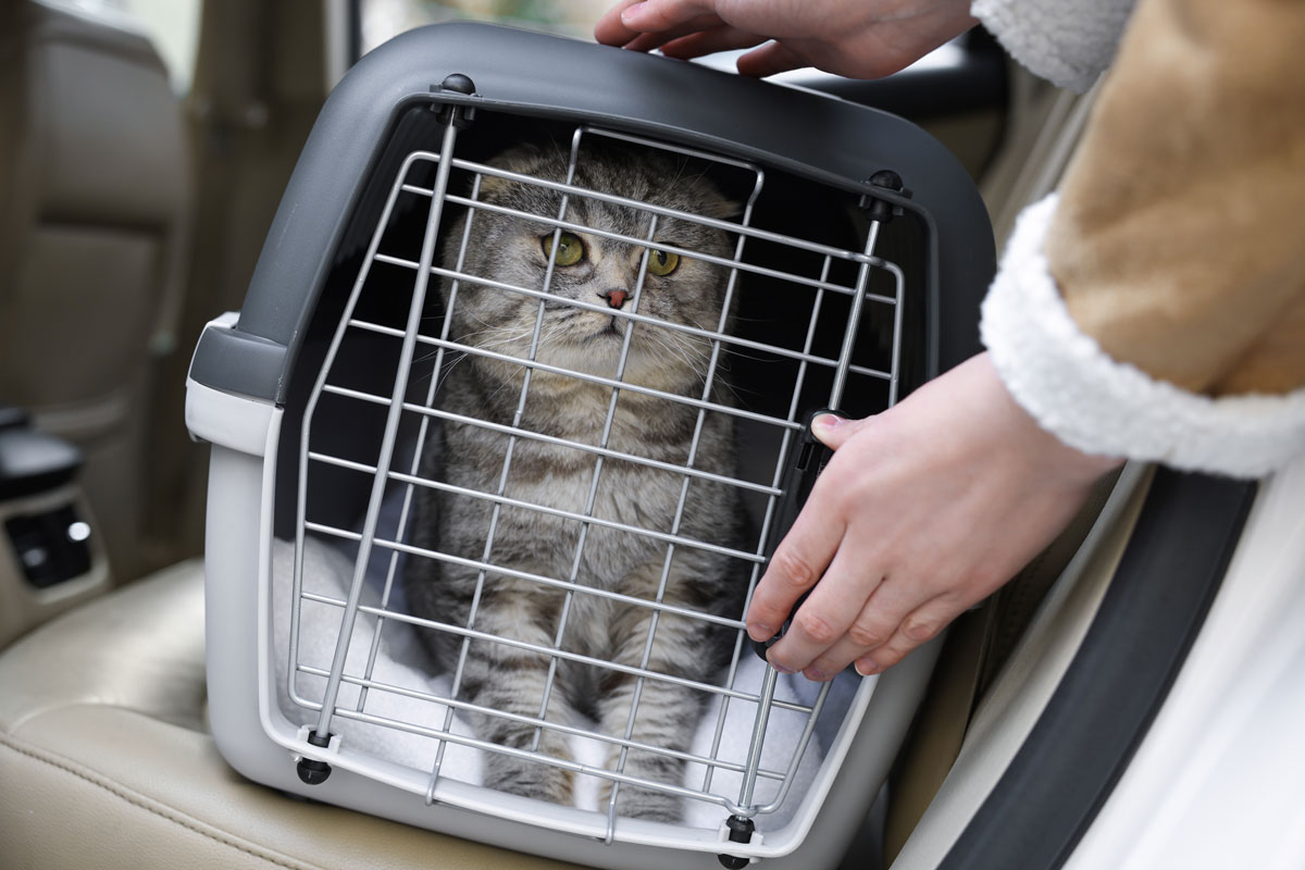 Do you need a pet taxi service?
