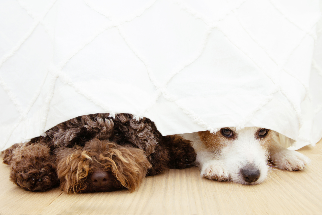 Keeping Furry Friends Safe: Dog and Cat Safety Around Fireworks