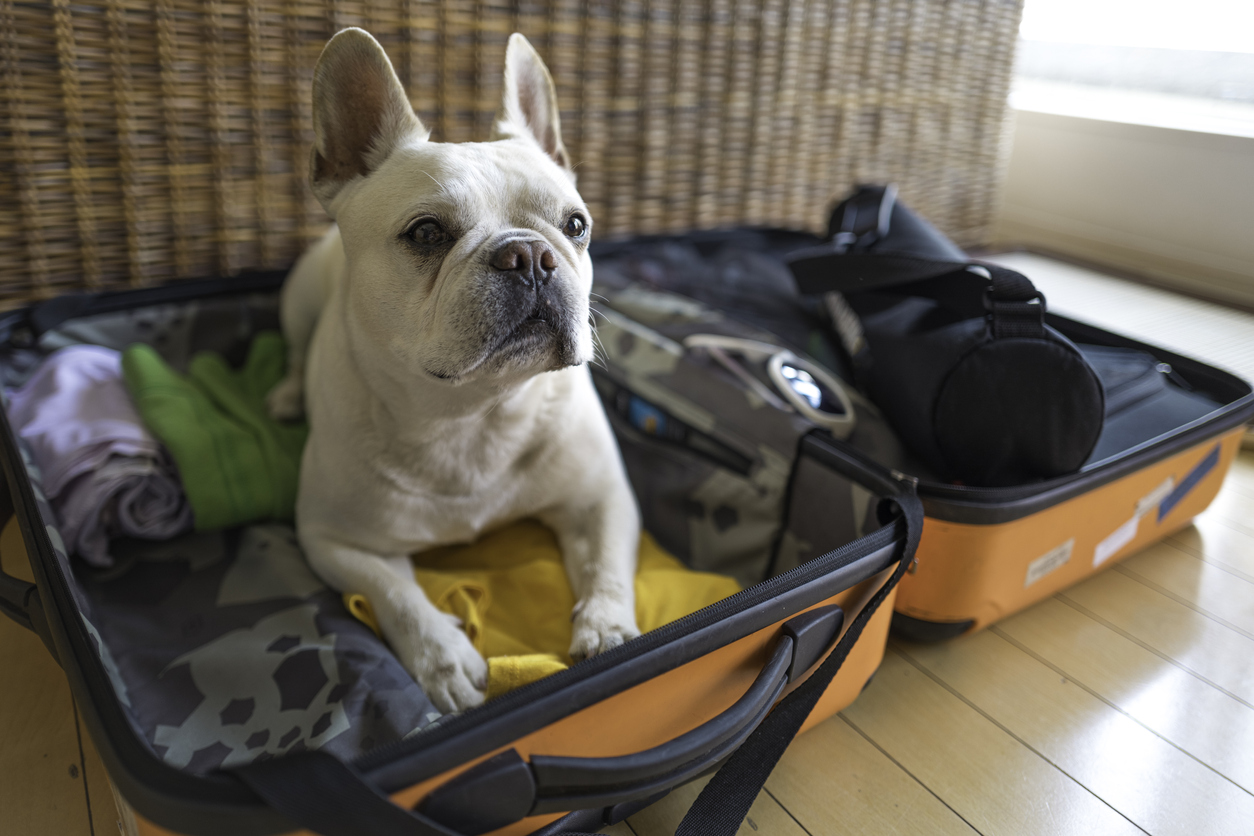 Preparing Your Pet for a Positive Boarding Experience this Labor Day