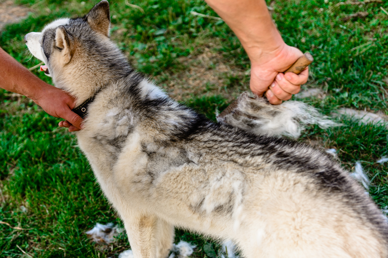 Grooming and Health: Navigating Pet Care During Fall Shedding