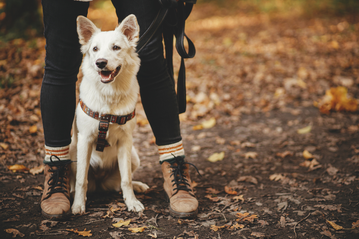 Autumn Adventures: Fun Outdoor Activities to Enjoy with Your Pet