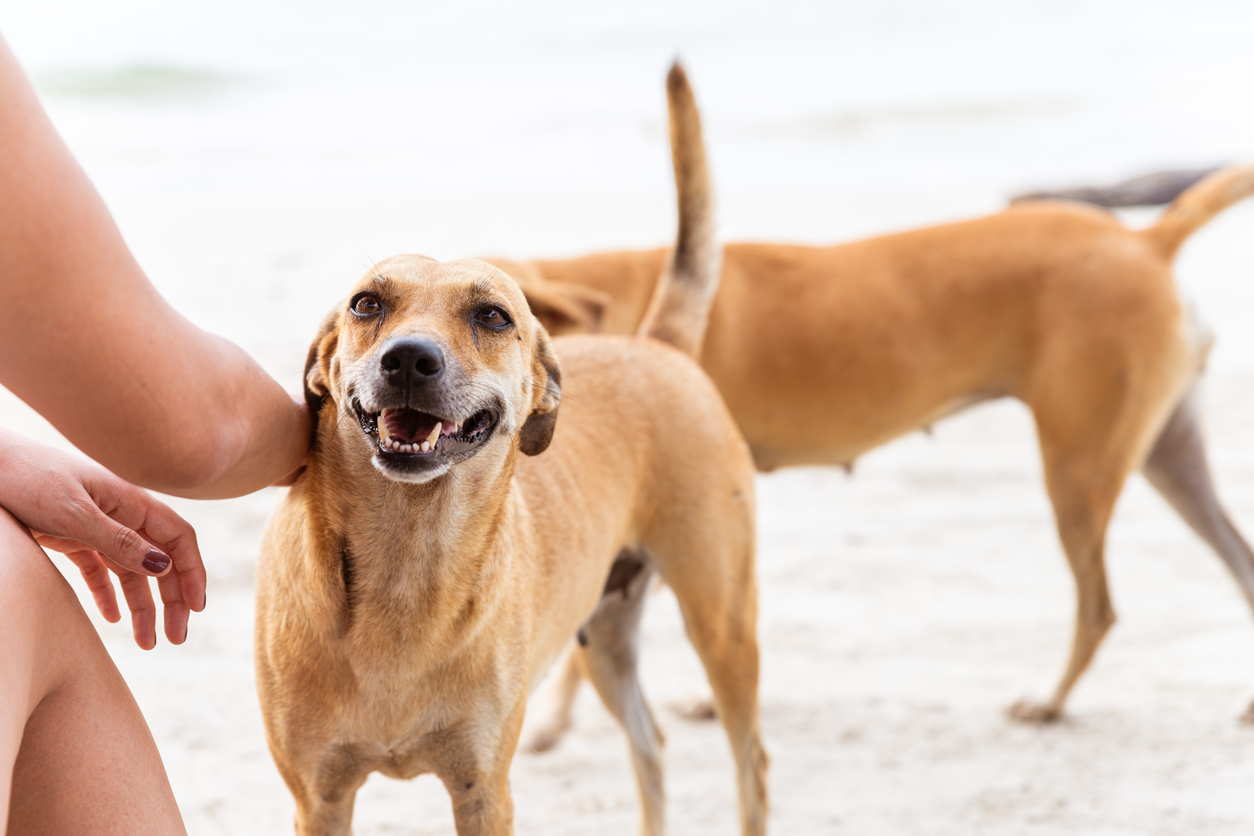 The Secret Language of Dog Tail Wagging: Deciphering Their Emotions