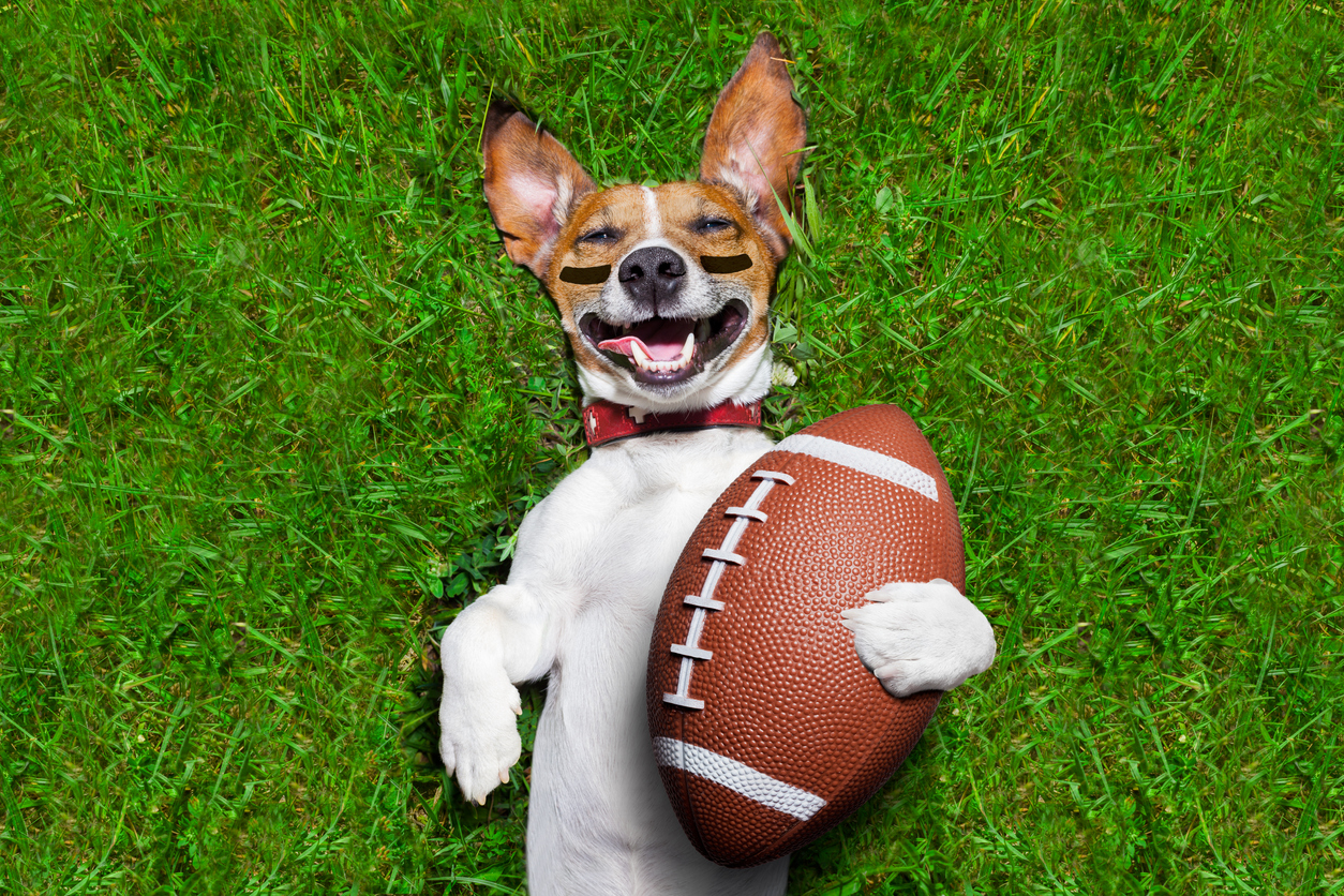 Paws and Pigskins: Celebrating Football Season with Your Furry Friend