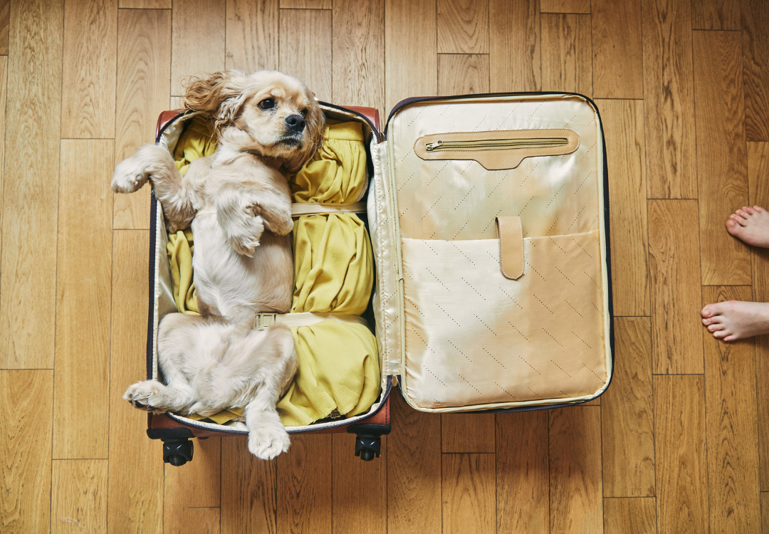 Preparing for Holiday Travel: Tips for Stress-Free Pet Accommodation