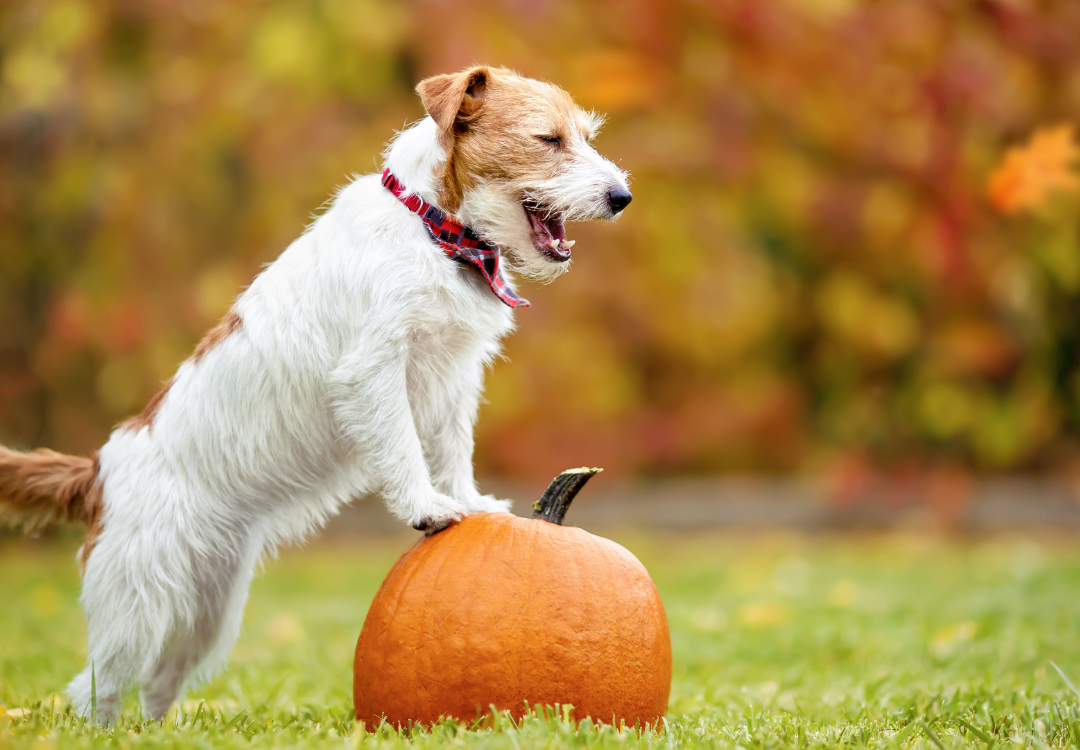 Thanksgiving Safety: Keeping Your Pet Healthy and Happy During the Holiday