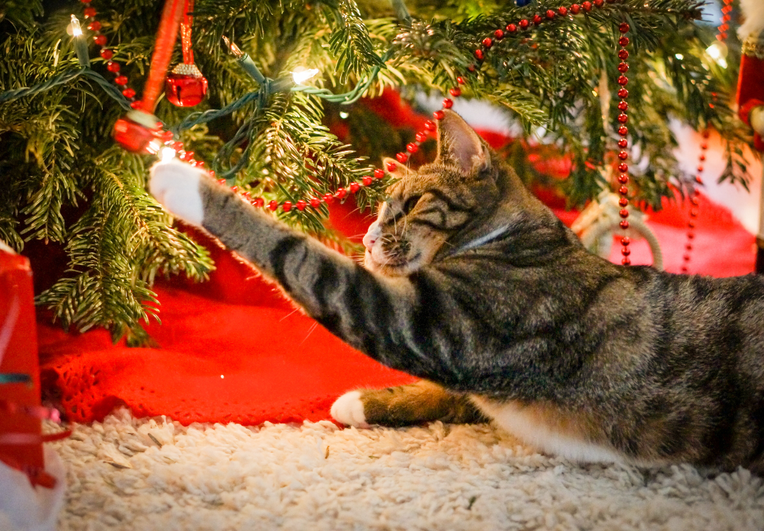 Deck the Paws: Creating a Pet-Friendly Home for the Festive Season