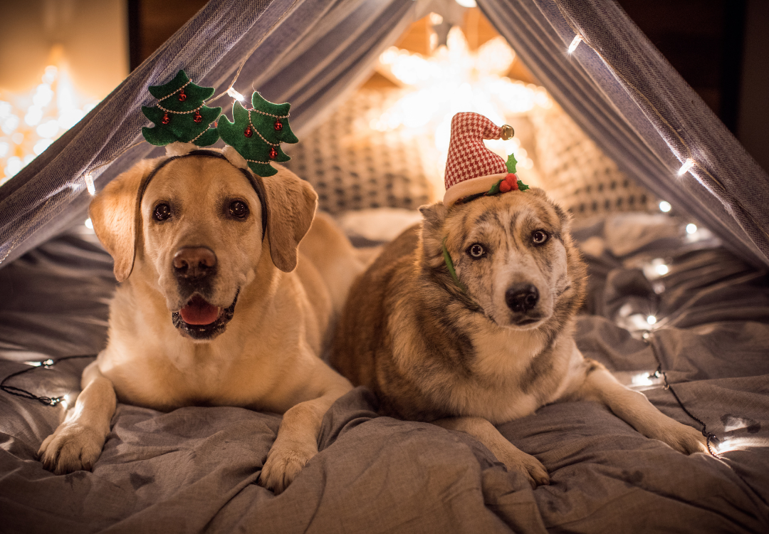 Navigating the Holidays: A Stress-Free Guide to Using Pet Taxi Services