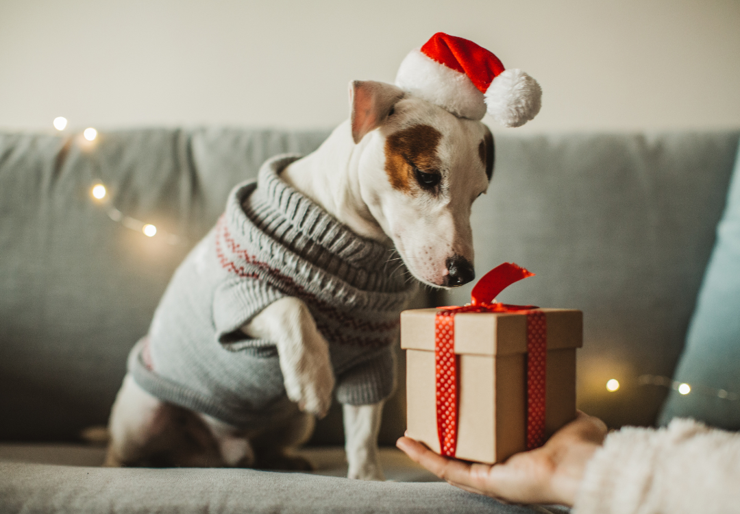Paw-sitive Gift Ideas: Choosing the Perfect Presents for Your Pet