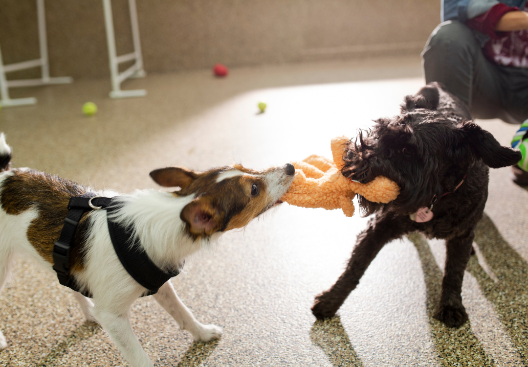 Beating the January Blues: The Ultimate Guide to Indoor Activities for Pets