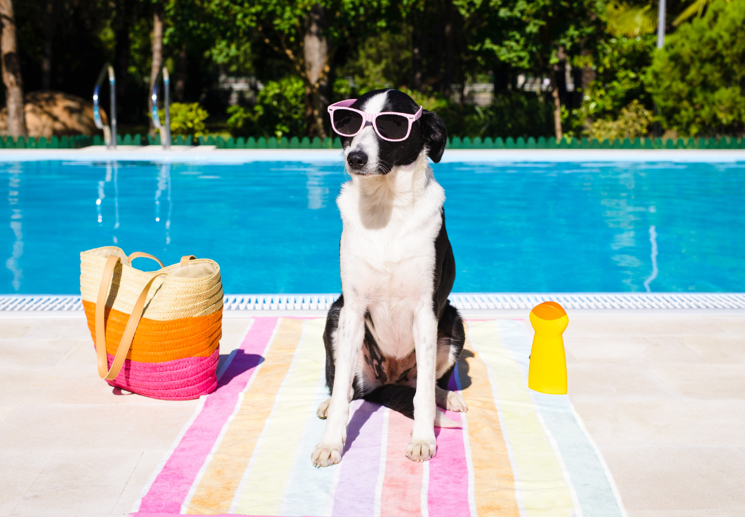 Escape the Cold: Top Pet-Friendly Vacation Spots for Winter