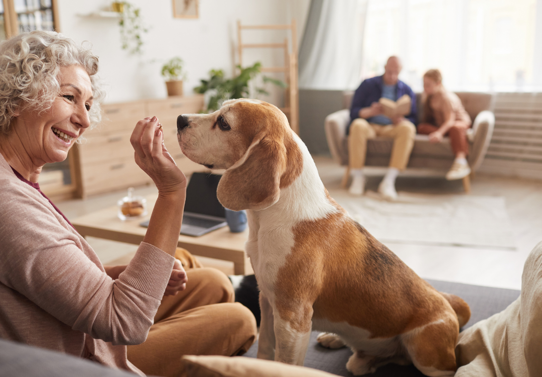Spread the Love: Valentine’s Day Charity Activities for Pet Lovers