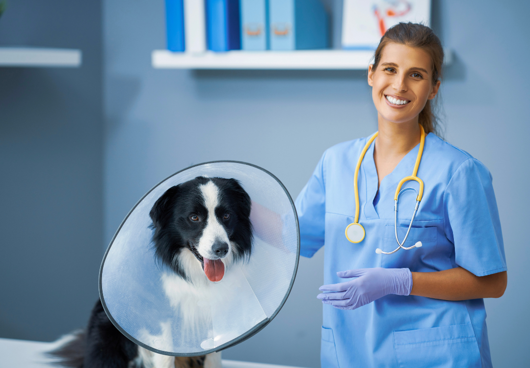 National Spay/Neuter Awareness Month: Understanding the Benefits for Your Pet